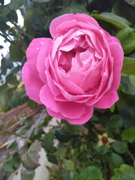 Yağmur damlalı pembe gül çiçeği