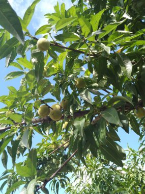 Ağaçta yetişen taze şeftaliler