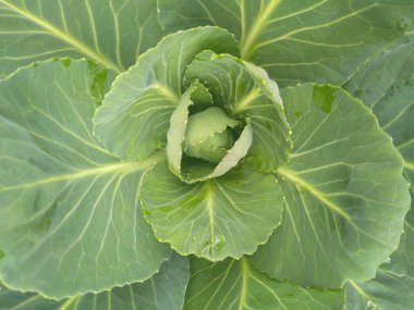 Bahçede yetişen organik lahana bitkisi.