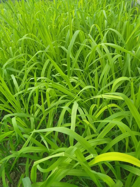 Frisches Grünes Gras Garten Tageslicht — Stockfoto