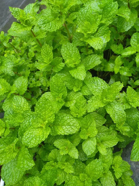 Bahçede taze nane yaprağı bitkisi