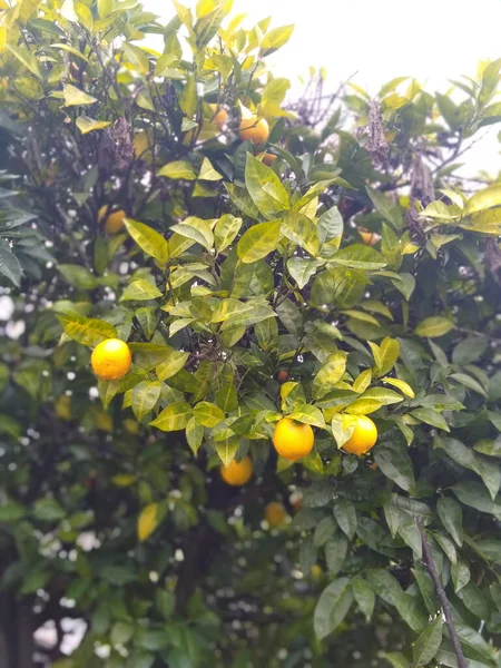 Ağaçta portakal ve su damlaları