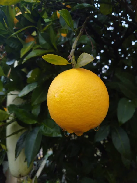 Ağaçta portakal ve su damlaları
