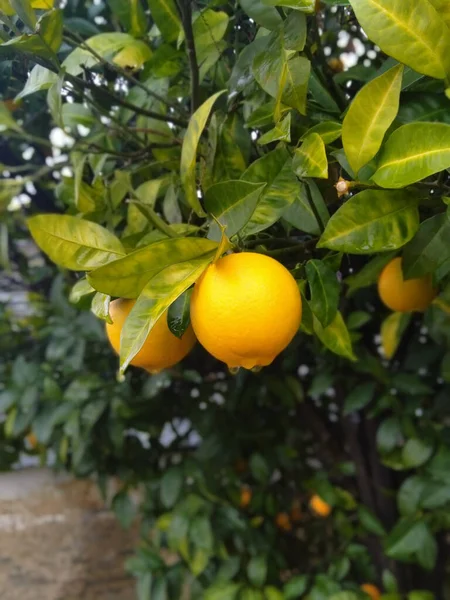 Ağaçta portakal ve su damlaları