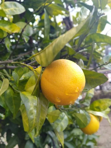 Ağaçta portakal ve su damlaları