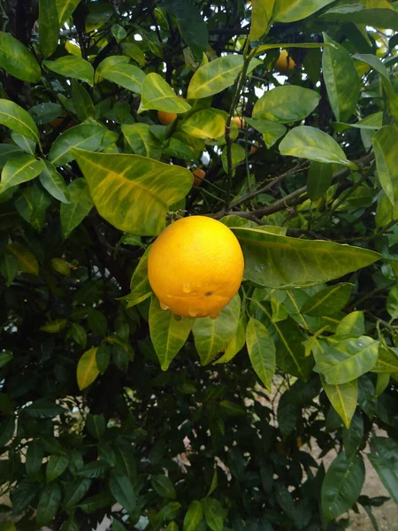 Laranja Árvore Com Gotas Água — Fotografia de Stock