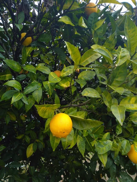 Ağaçta portakal ve su damlaları