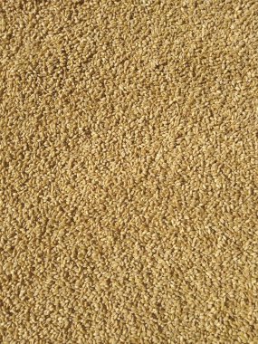 Üst görünümde kuru buğday taneleri yığını