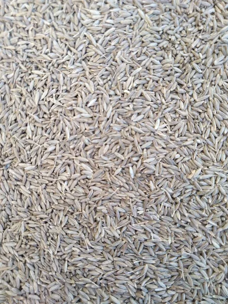 arkaplan üst görünümü için kuru kimyon tohumları