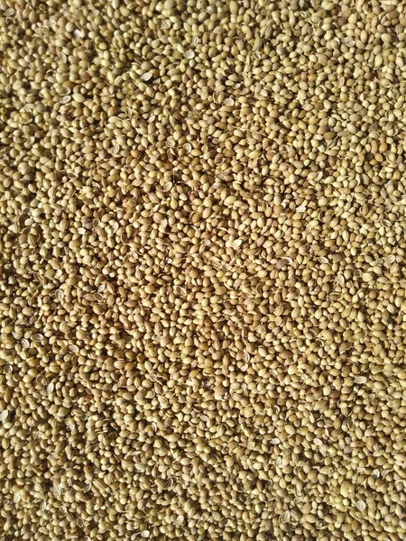 Üst görünümden kurumuş kişniş tohumları arkaplanı