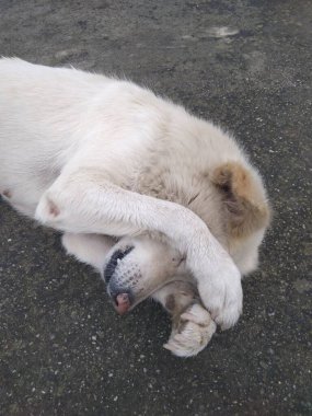 Beyaz köpek desen zemininde tuhaf bir şekilde uyuyor.