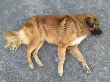 Doku katının üst görüntüsünde köpek uykulu.