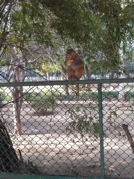 Mono Sentado Parrilla Comiendo Parque — Foto de Stock