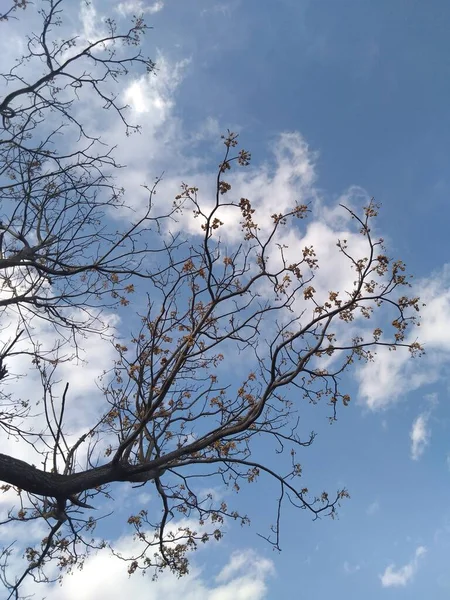 Doğa arkaplanı için alt görünümden ağaç