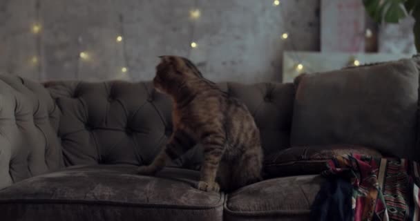猫はその所有者を見つけるために部屋を見ています — ストック動画