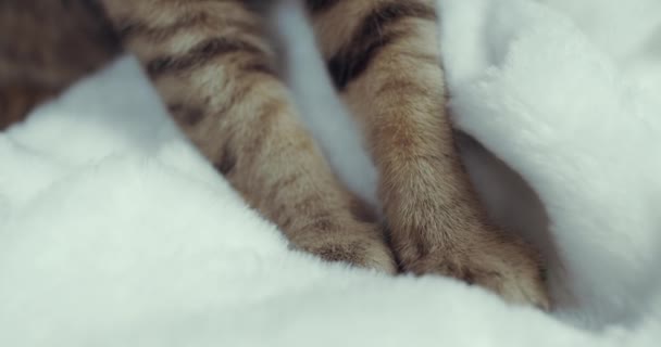 A close up fluffy cat which kneads a soft blanket — Stock Video