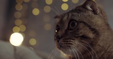 Sahibi ile oynamak isteyen yakın plan bir kedi.