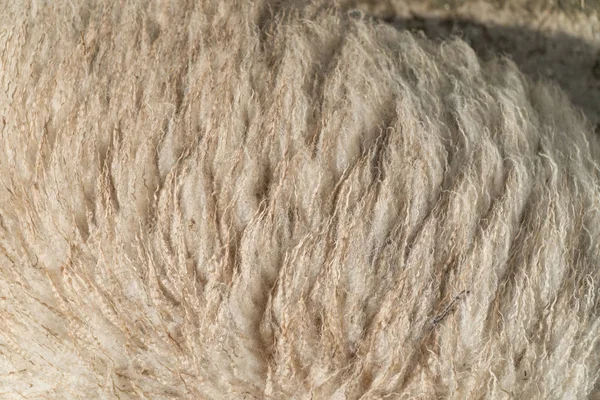 Close Sheep Wool Farm Daylight — Stock Photo, Image