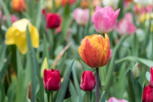 Close-up of multi-coloured tulips in a garden with dew drops, horizontal, selective focus