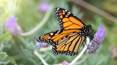 Seçici Odak ile Lavanta Nektar Yatay Üzerinde Monarch Kelebek Besleme Makro
