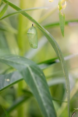Monarch Kelebek Chrysalis Bir Kuğu Bitki Dikey Seçici Odak Asılı