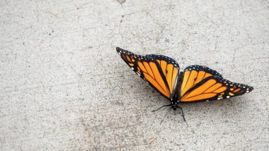 Monarch Butterfly'ın Fotokopi Alanı ile Yukarıdan Betona Açık Kanatları Yla Yakın Çekim