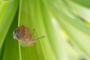 İzinde Bahçe Salyangozu Close Up - Copy Space ile Seçici Odak