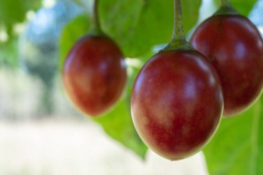 Ağaçta Büyüyen Tamarillos'un Kapatılması - Seçici Odak Yatay