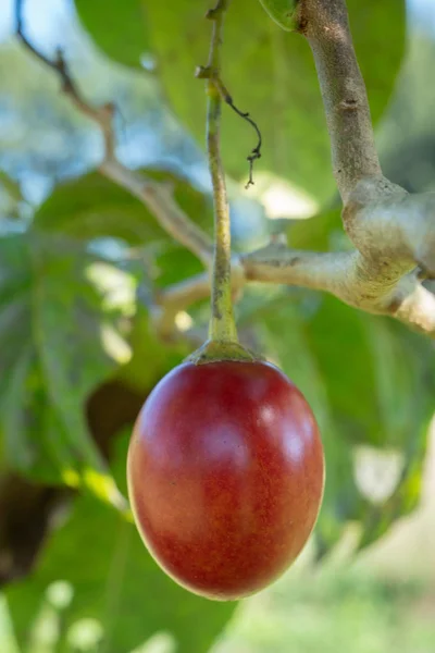Close Up of Tamarillo Growing on a Tree - Selective Focus Vertical