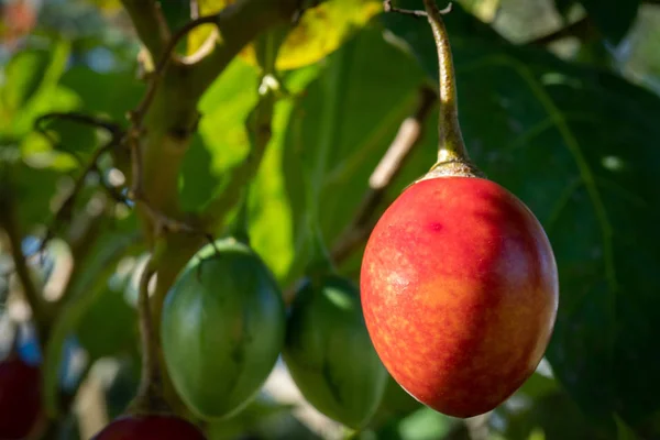 Güneş Işığında Bir Ağaçta Büyüyen Tamarillos Close Up - Seçici Odak Yatay