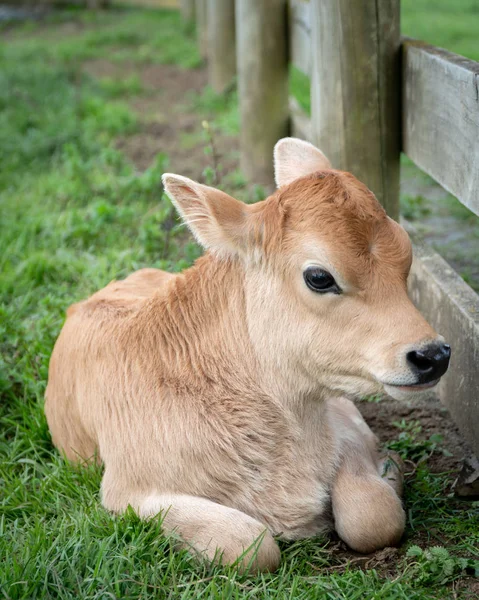 Jersey Cow Cielę Siedzi Padoku Przez Ogrodzenie — Zdjęcie stockowe