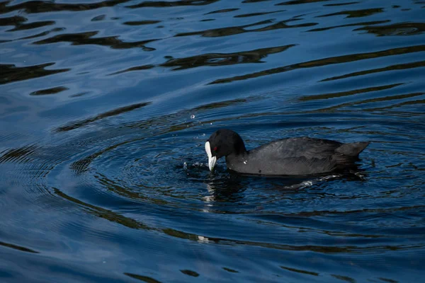 Alimentação Coot Australiano Lago Auckland Nova Zelândia — Fotografia de Stock