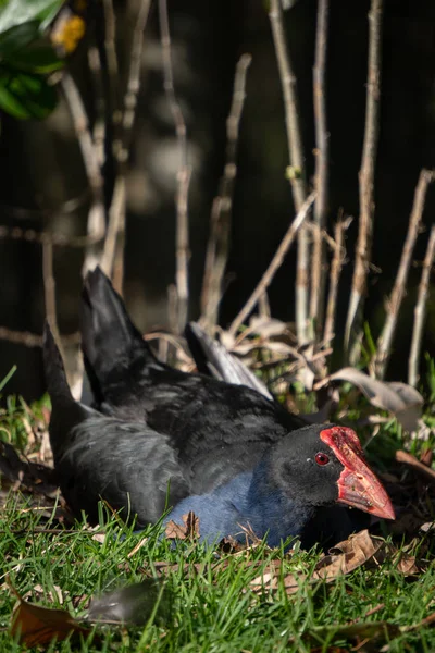 Pukeko Anidando Hierba Primavera Parque Auckland Nueva Zelanda — Foto de Stock