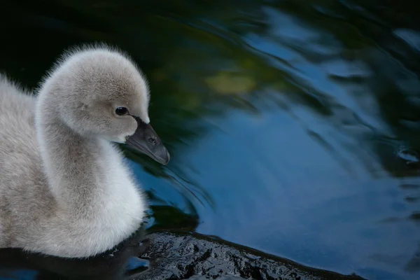Close Beautiful Baby Swan Cygnet Borda Lago — Fotografia de Stock