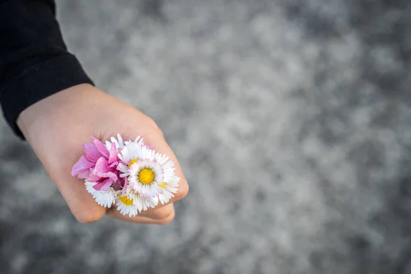 Liten Flicka Som Håller Blommor Plockade Parken Närbild Hand Med — Stockfoto