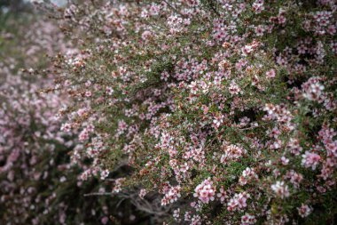 Manuka 'nın Seçici Odak Noktası, Çay Ağacı Çalılıkları Arkaplanı