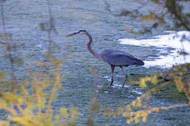 Bataklık bir nehir, Meksika Pasifik Sahili mavi balıkçıl