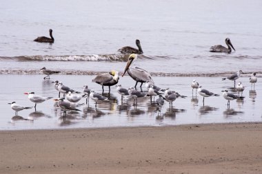  Kuzeyinde Puerto Vallarta, Meksika Pasifik Okyanusu sahil kuşları