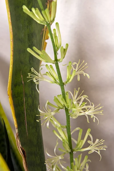 Blüht auf einer Schlangenpflanze lizenzfreie Stockfotos