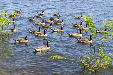  Kanada Kazlar bir gaggle