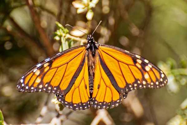 Papillon Monarque Ailes Ouvertes Michoacan Mexique — Photo