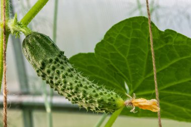 Serada büyüyen bir dalda salatalık.
