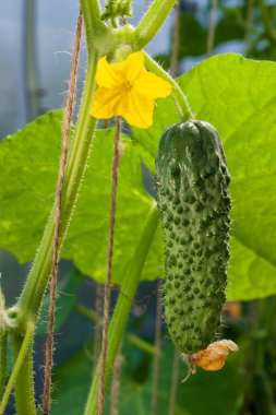Serada büyüyen bir dalda salatalık.