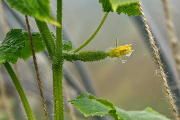 Serada büyüyen bir dalda salatalık.