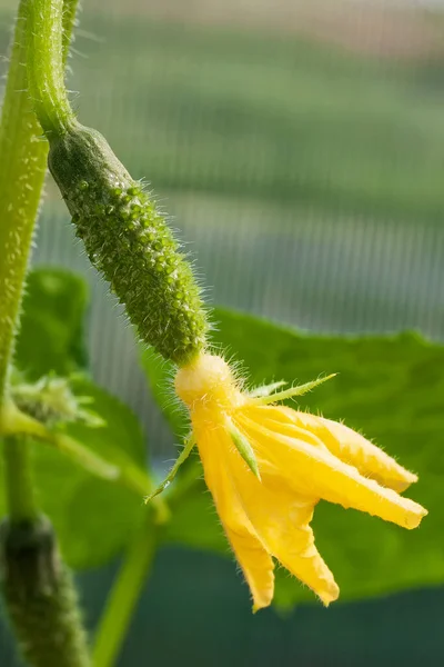 Serada büyüyen bir dalda salatalık.