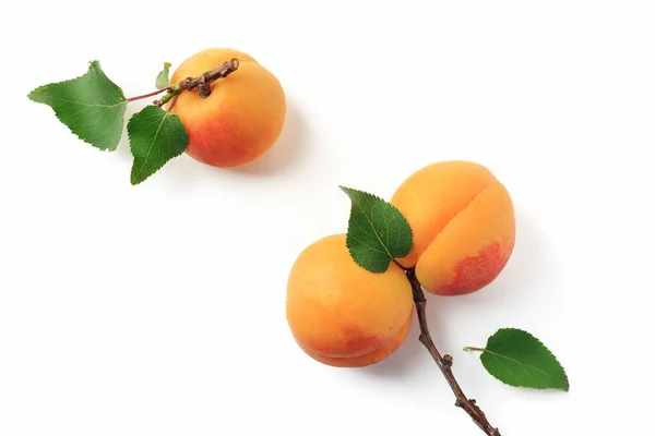 Yalıtım altında yeşil yapraklı kayısılar