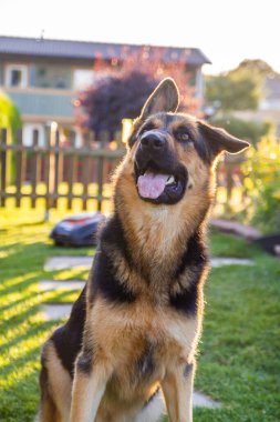 Güneşli bir günde bir çoban köpeği avluda poz veriyor.