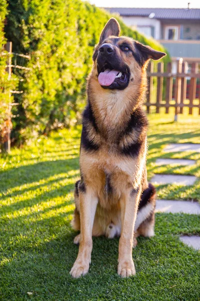 Pies Pasterski Pozuje Podwórku Słoneczny Dzień — Zdjęcie stockowe