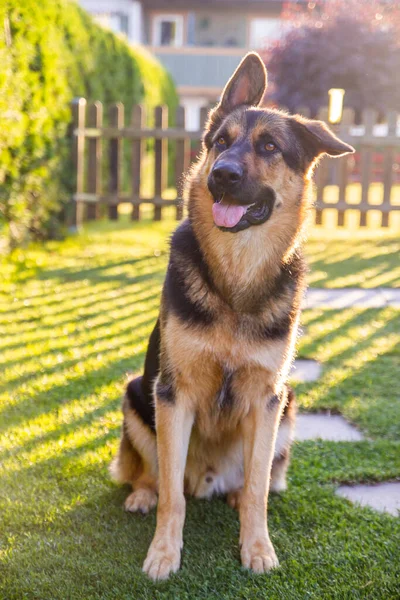 Een Herdershond Poseert Een Tuin Een Zonnige Dag — Stockfoto