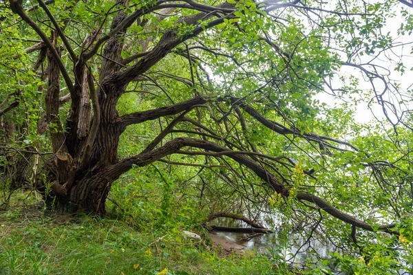 Tolle Aussicht Auf Das Meer Mit Vielen Grünen Bäumen Wald — Stockfoto